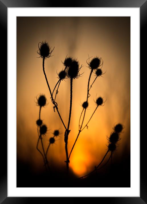 The Dying Sun of a Common Thistle. Framed Mounted Print by Mike Evans