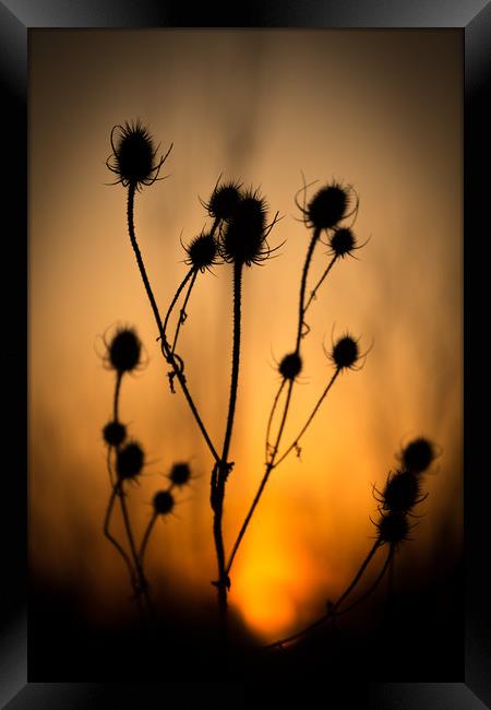 The Dying Sun of a Common Thistle. Framed Print by Mike Evans