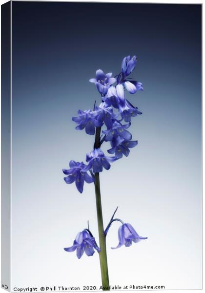 The beautiful british Bluebell. Canvas Print by Phill Thornton
