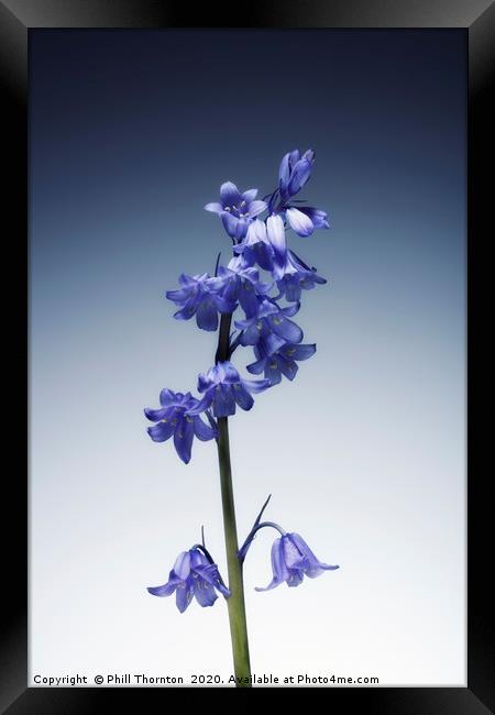 The beautiful british Bluebell. Framed Print by Phill Thornton