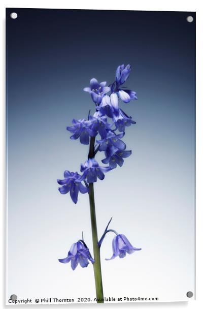 The beautiful british Bluebell. Acrylic by Phill Thornton