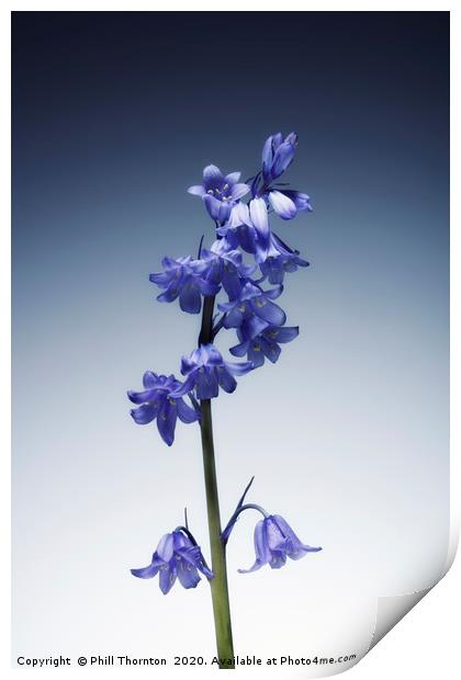 The beautiful british Bluebell. Print by Phill Thornton