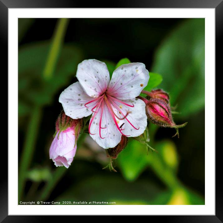 Down the Garden Path - 36 Framed Mounted Print by Trevor Camp