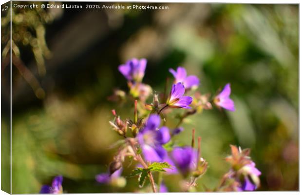 Sun through the Cranesbill Canvas Print by Edward Laxton