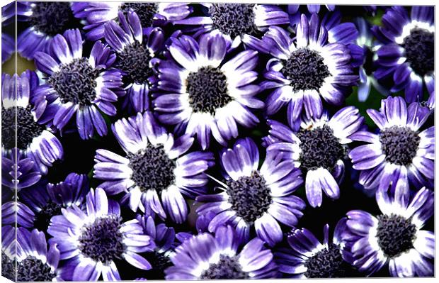 Blue Flowers Canvas Print by Stephen Maxwell