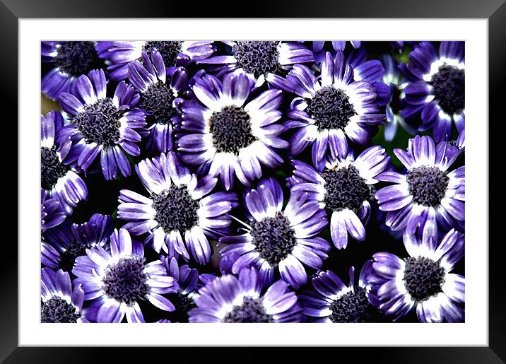 Blue Flowers Framed Mounted Print by Stephen Maxwell
