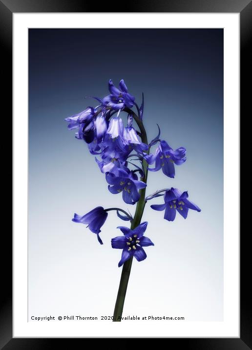 The beautiful british Bluebell. No.2 Framed Mounted Print by Phill Thornton