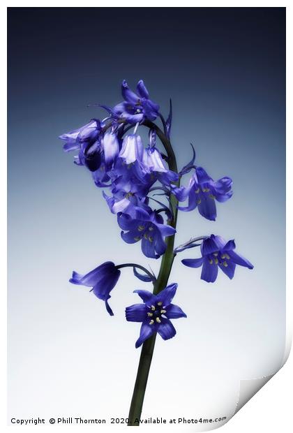 The beautiful british Bluebell. No.2 Print by Phill Thornton