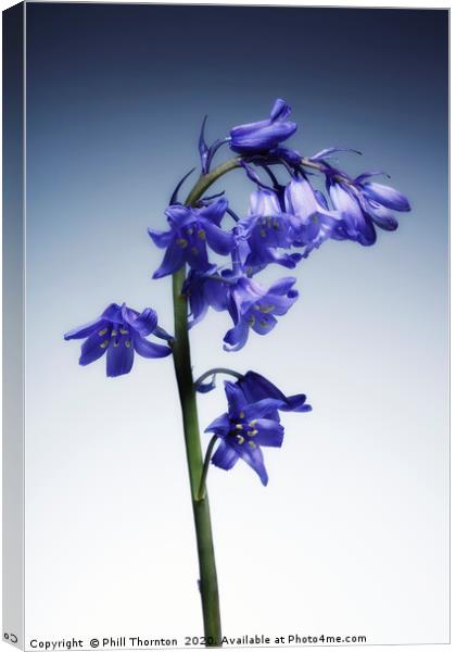 The beautiful british Bluebell. No.3 Canvas Print by Phill Thornton