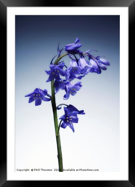 The beautiful british Bluebell. No.3 Framed Mounted Print by Phill Thornton