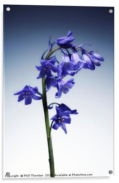 The beautiful british Bluebell. No.3 Acrylic by Phill Thornton