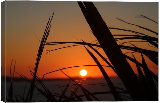 Sunset Through The Reeds Canvas Print by Caroline Claye