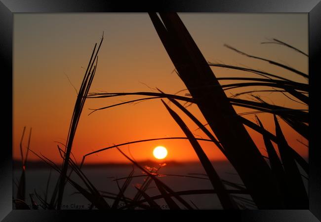 Sunset Through The Reeds Framed Print by Caroline Claye