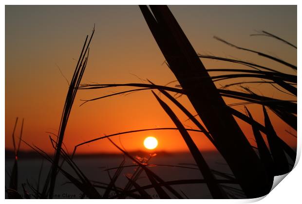 Sunset Through The Reeds Print by Caroline Claye