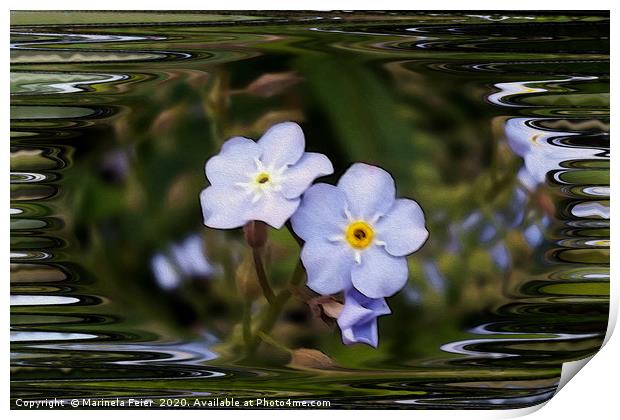 Forget me not flowers Print by Marinela Feier