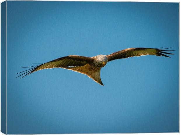 Red Kite Canvas Print by Paul Collis
