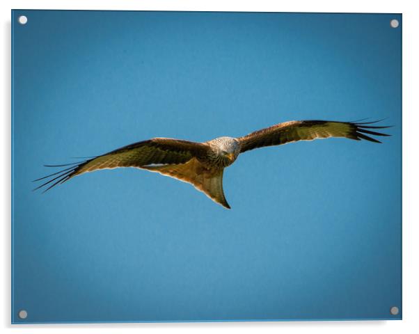 Red Kite Acrylic by Paul Collis