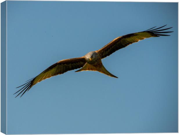 Scottish Red Kite Canvas Print by Paul Collis