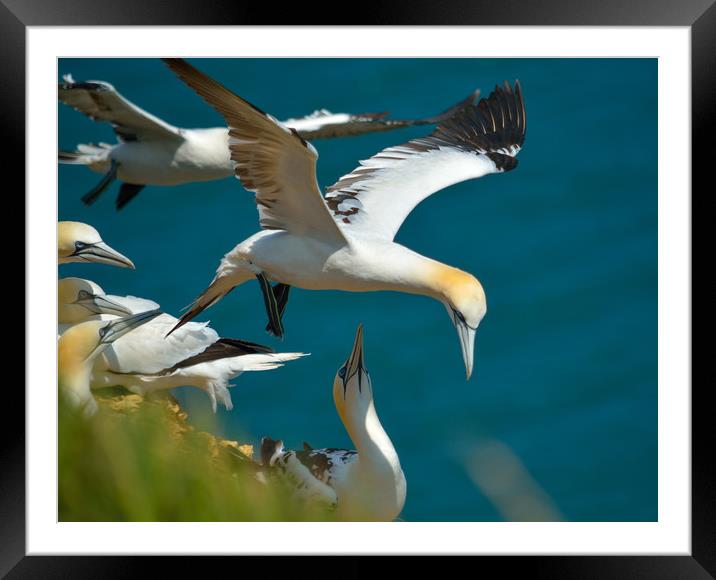 Gannet over head Framed Mounted Print by Paul Collis