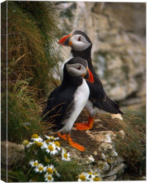 Puffins                 Canvas Print by Paul Collis