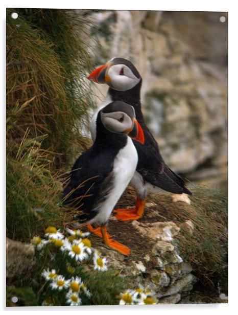 Puffins                 Acrylic by Paul Collis