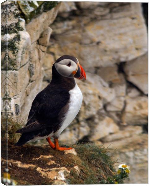 Puffin                       Canvas Print by Paul Collis