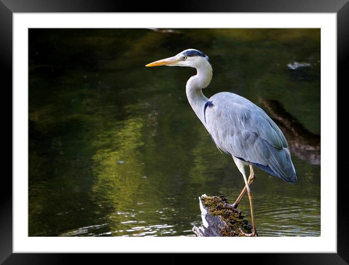 Grey heron in the pond Framed Mounted Print by Theo Spanellis