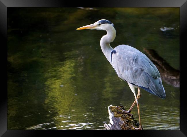 Grey heron in the pond Framed Print by Theo Spanellis