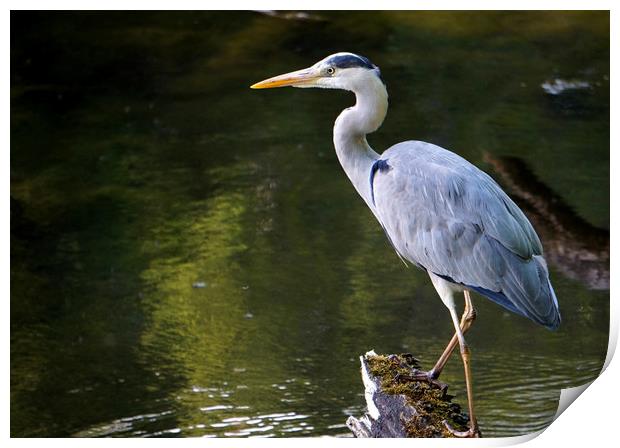 Grey heron in the pond Print by Theo Spanellis