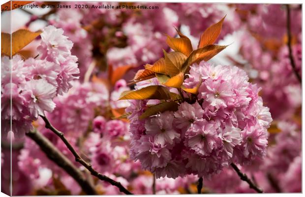 Pink blossom and Copper leaves Canvas Print by Jim Jones