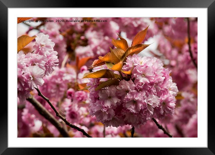 Pink blossom and Copper leaves Framed Mounted Print by Jim Jones