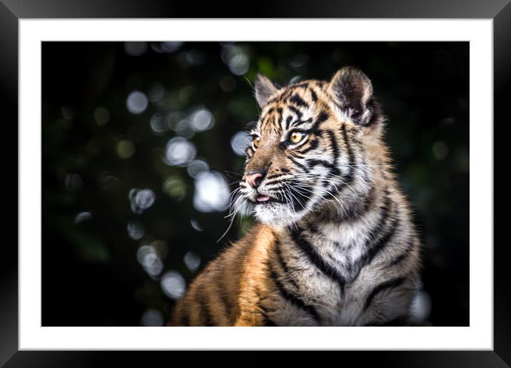 Sumatran Tiger Cub. Framed Mounted Print by Mike Evans