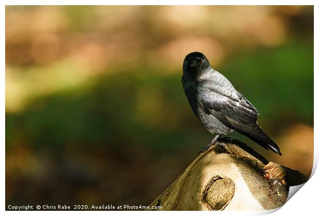 Jackdaw half in shade Print by Chris Rabe