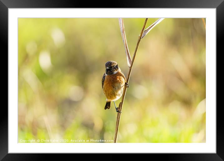 Male Stonechat perched on reed Framed Mounted Print by Chris Rabe