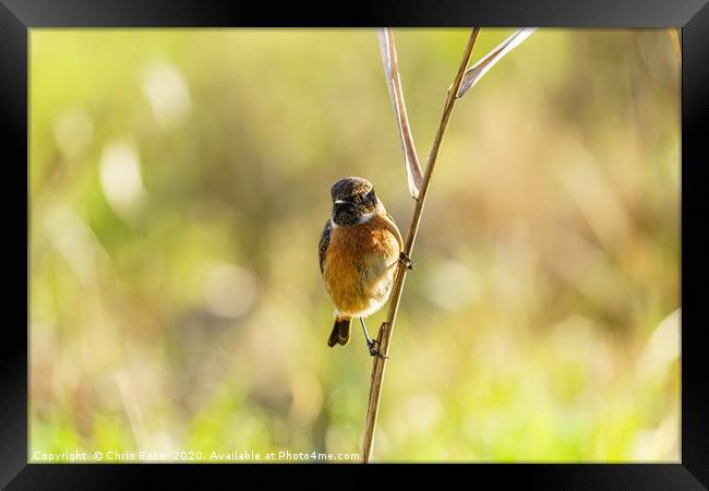Male Stonechat perched on reed Framed Print by Chris Rabe