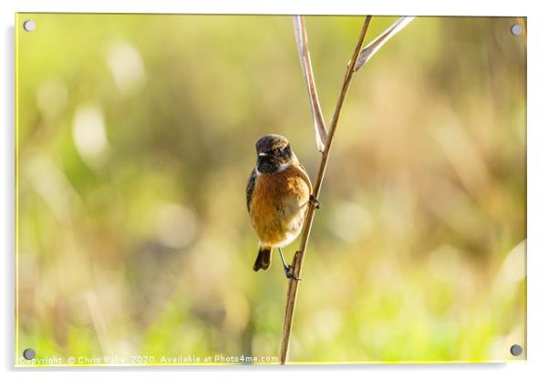Male Stonechat perched on reed Acrylic by Chris Rabe