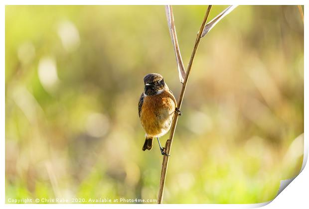 Male Stonechat perched on reed Print by Chris Rabe