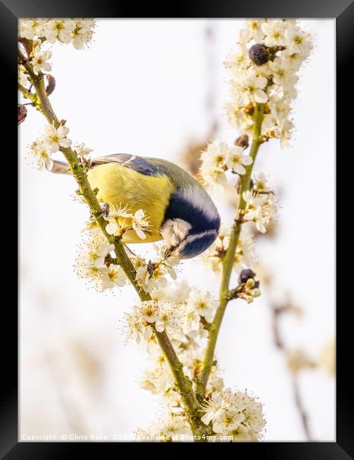 Blue Tit feeding from blossom Framed Print by Chris Rabe