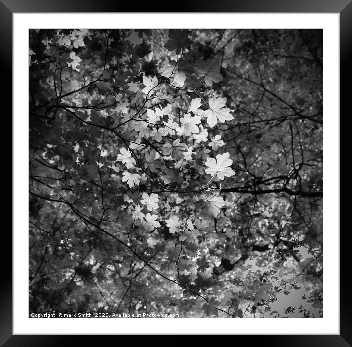 Ring of lit leaves Framed Mounted Print by mark Smith