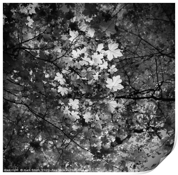 Ring of lit leaves Print by mark Smith