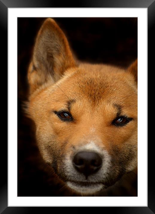 New Guinea Singing Dog Framed Mounted Print by Serena Bowles