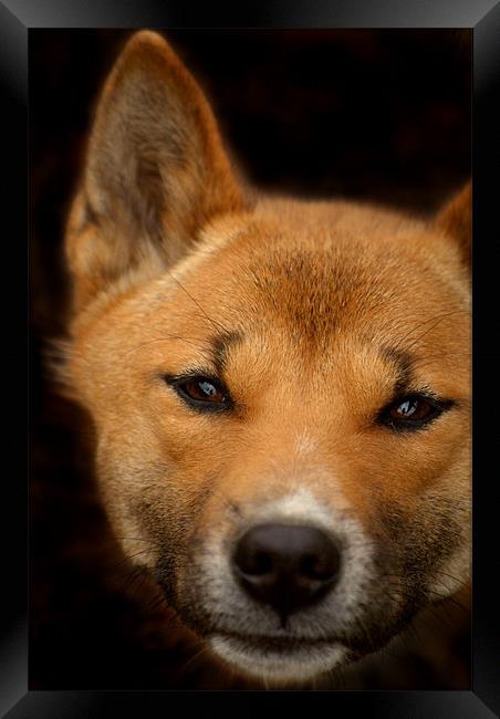 New Guinea Singing Dog Framed Print by Serena Bowles