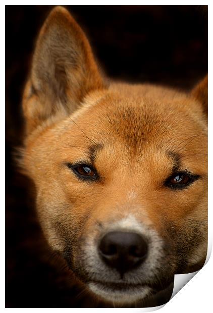 New Guinea Singing Dog Print by Serena Bowles