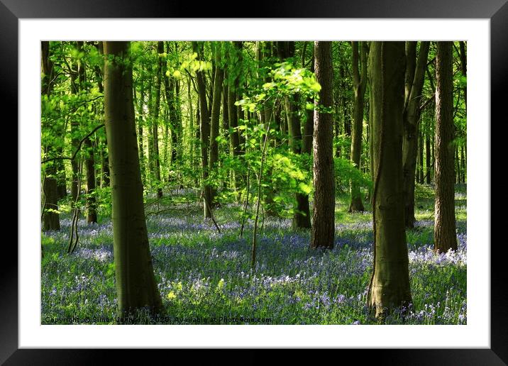 Sunlit beech and bluebell wood, lockdown in paradi Framed Mounted Print by Simon Johnson