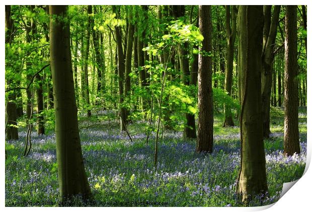 Sunlit beech and bluebell wood, lockdown in paradi Print by Simon Johnson