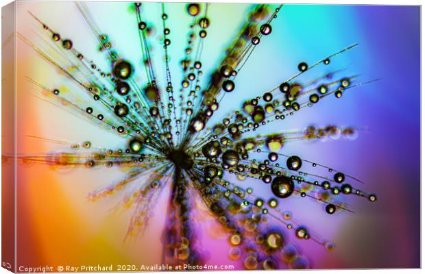 Dandelion Seed With Water Drops  Canvas Print by Ray Pritchard
