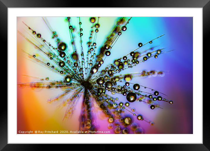 Dandelion Seed With Water Drops  Framed Mounted Print by Ray Pritchard