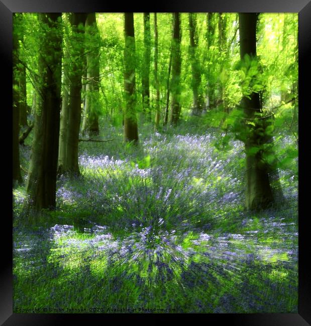 Sunlit bluebell glade Framed Print by Simon Johnson