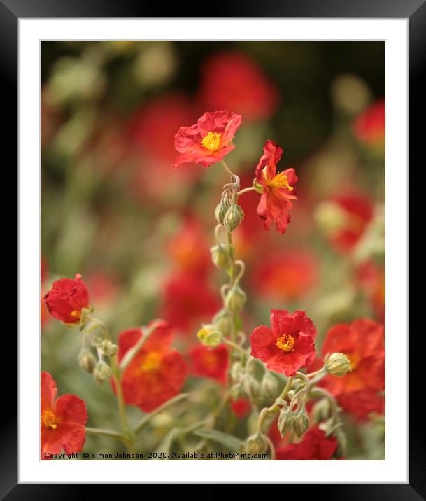 Red Dragon Alpine Plant Framed Mounted Print by Simon Johnson