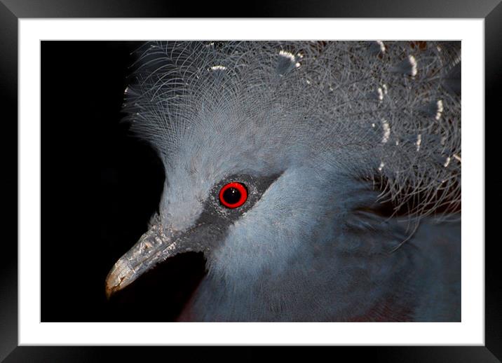 Victoria Crowned Pigeon Framed Mounted Print by Serena Bowles